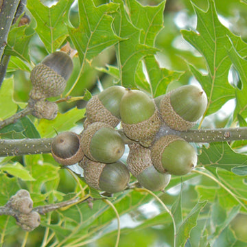 Image of Nuttall Oak acorns in a tree.